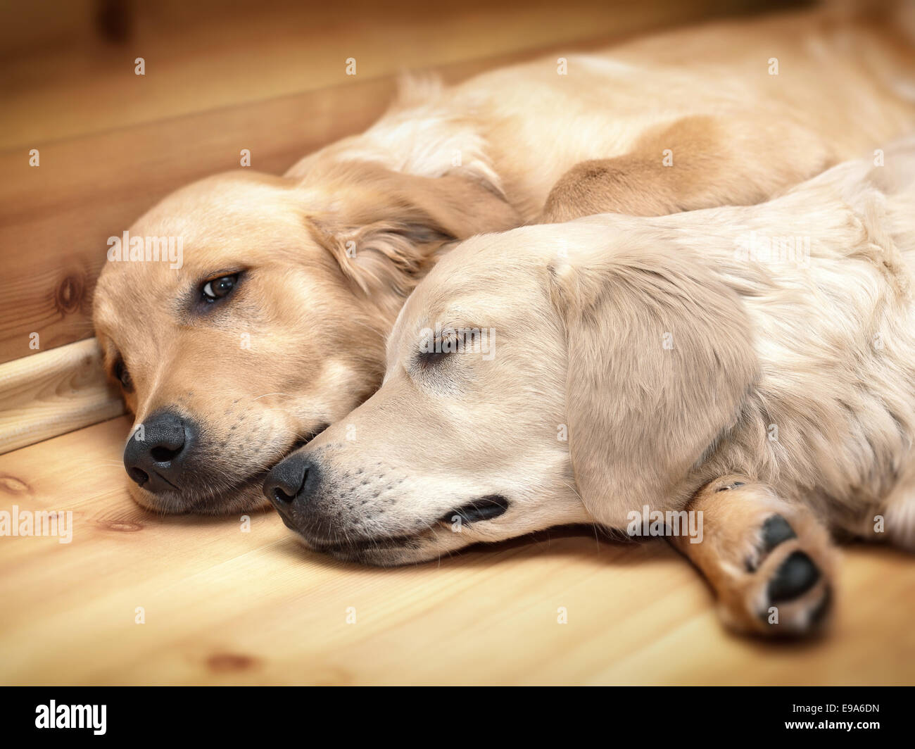 View of two dogs lying Stock Photo - Alamy