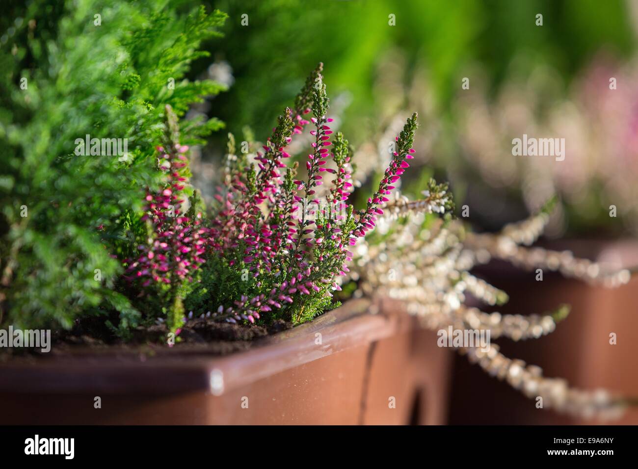 Purple Heather Plant Stock Photos & Purple Heather Plant Stock Images ...