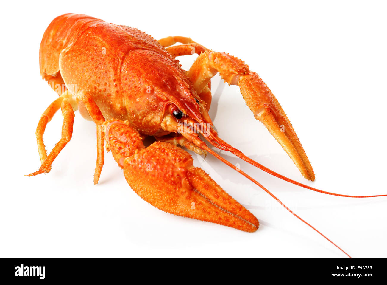 Large red lobster isolated on white Stock Photo