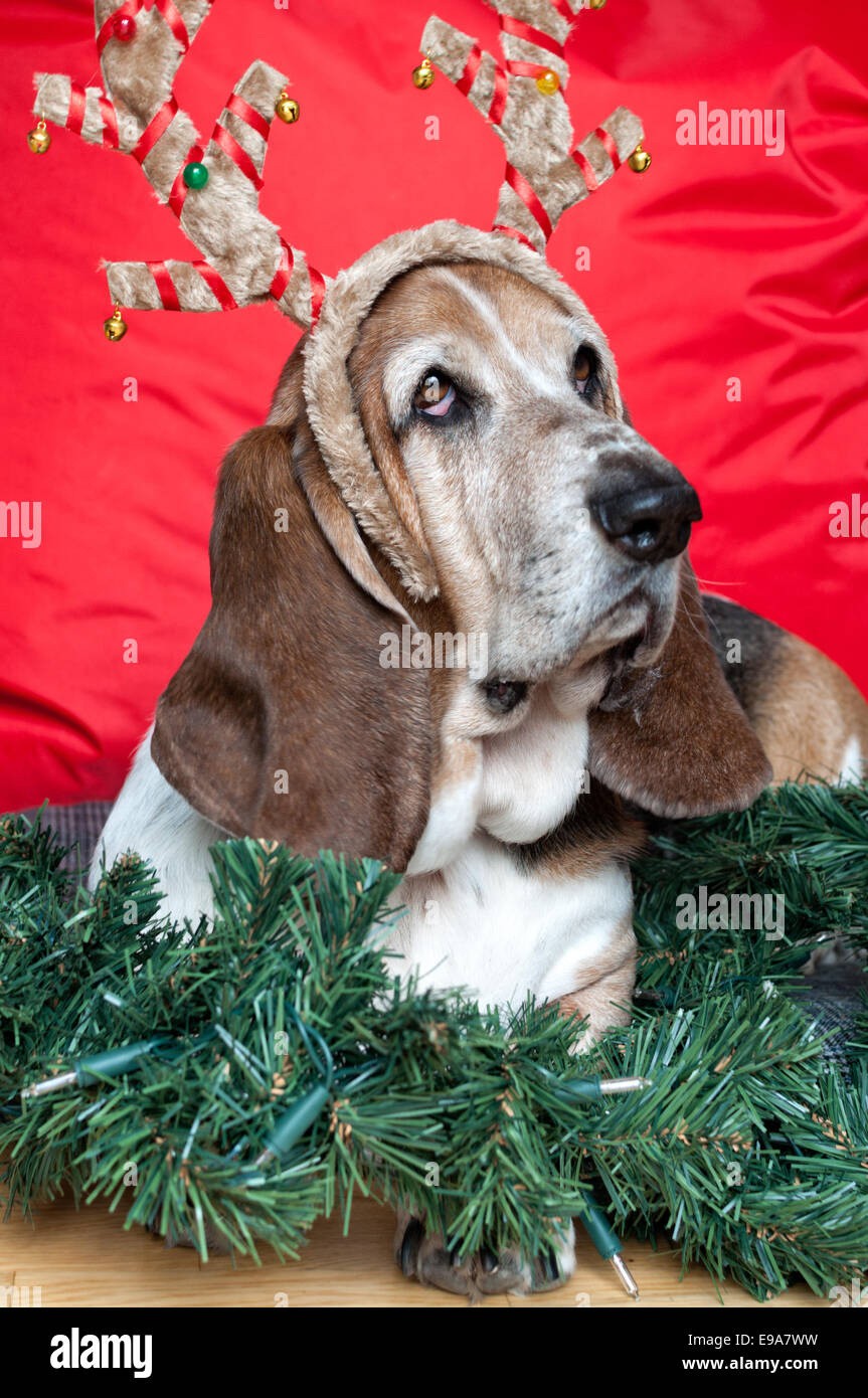 Christmas Basset Hound! Stock Photo