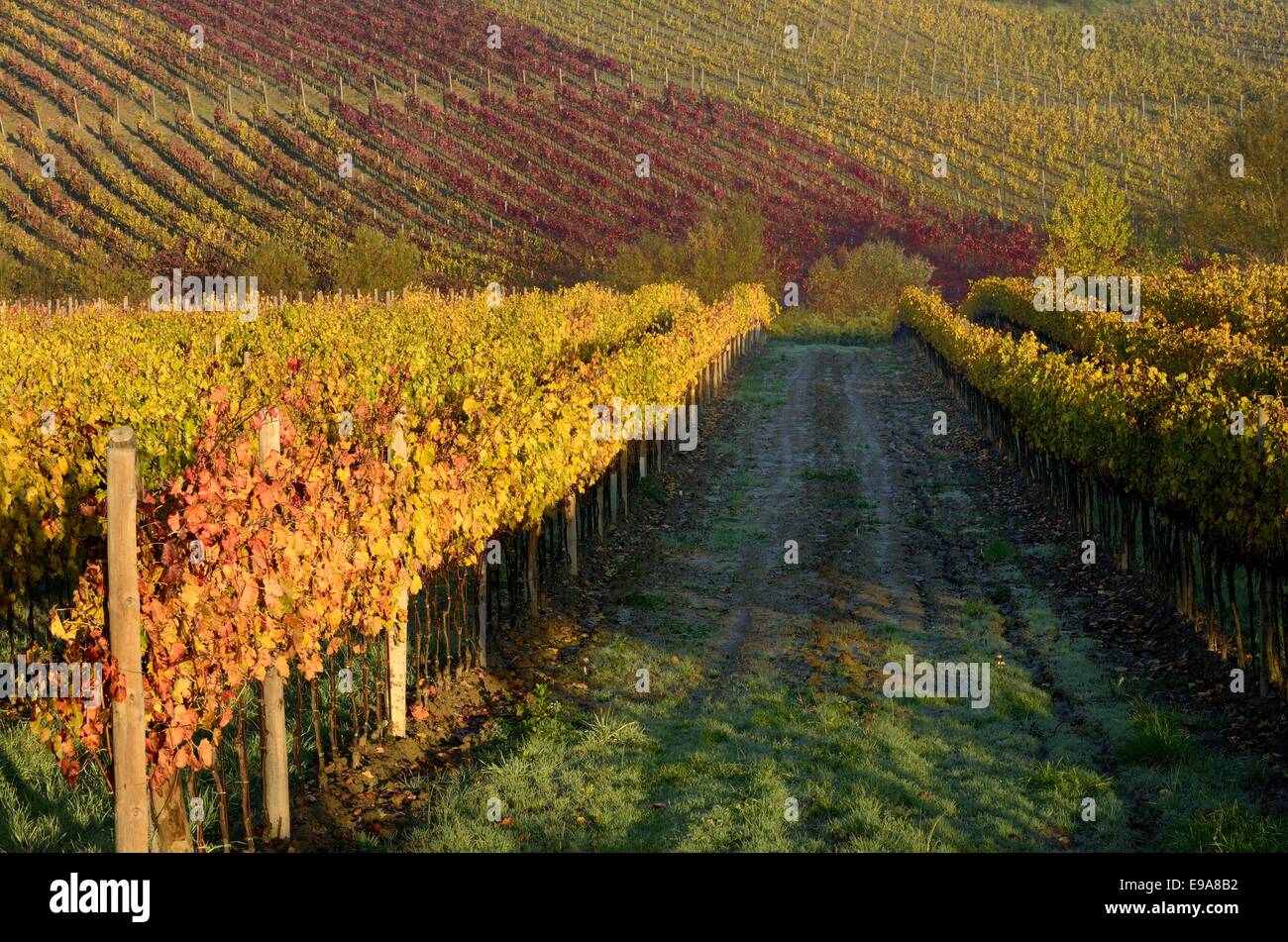 Vineyards in autumn Stock Photo