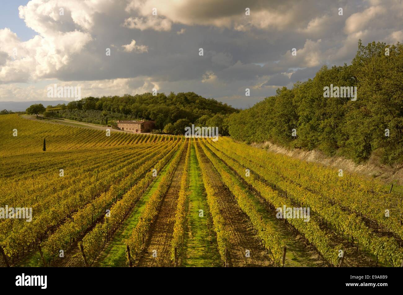Vineyards in autumn Stock Photo