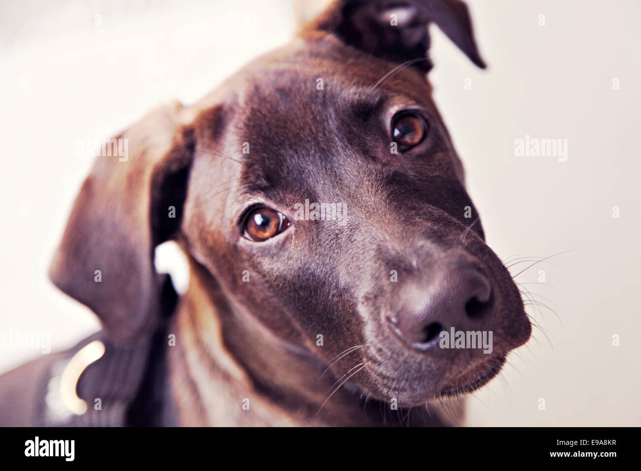Braun labrador mix looking in the camera Stock Photo Alamy