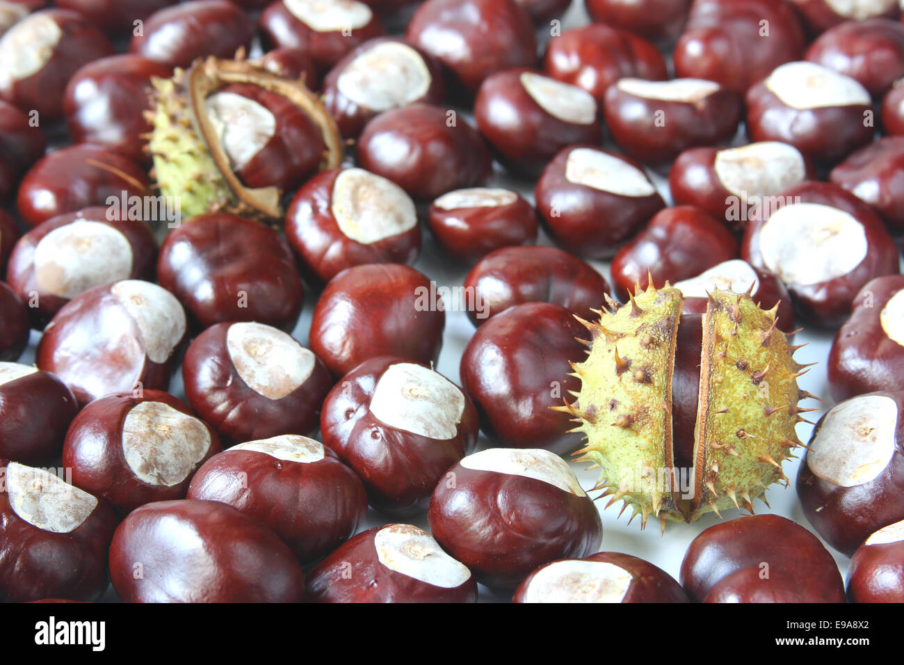 Horse chestnuts (Aesculus hippocastanum) Stock Photo