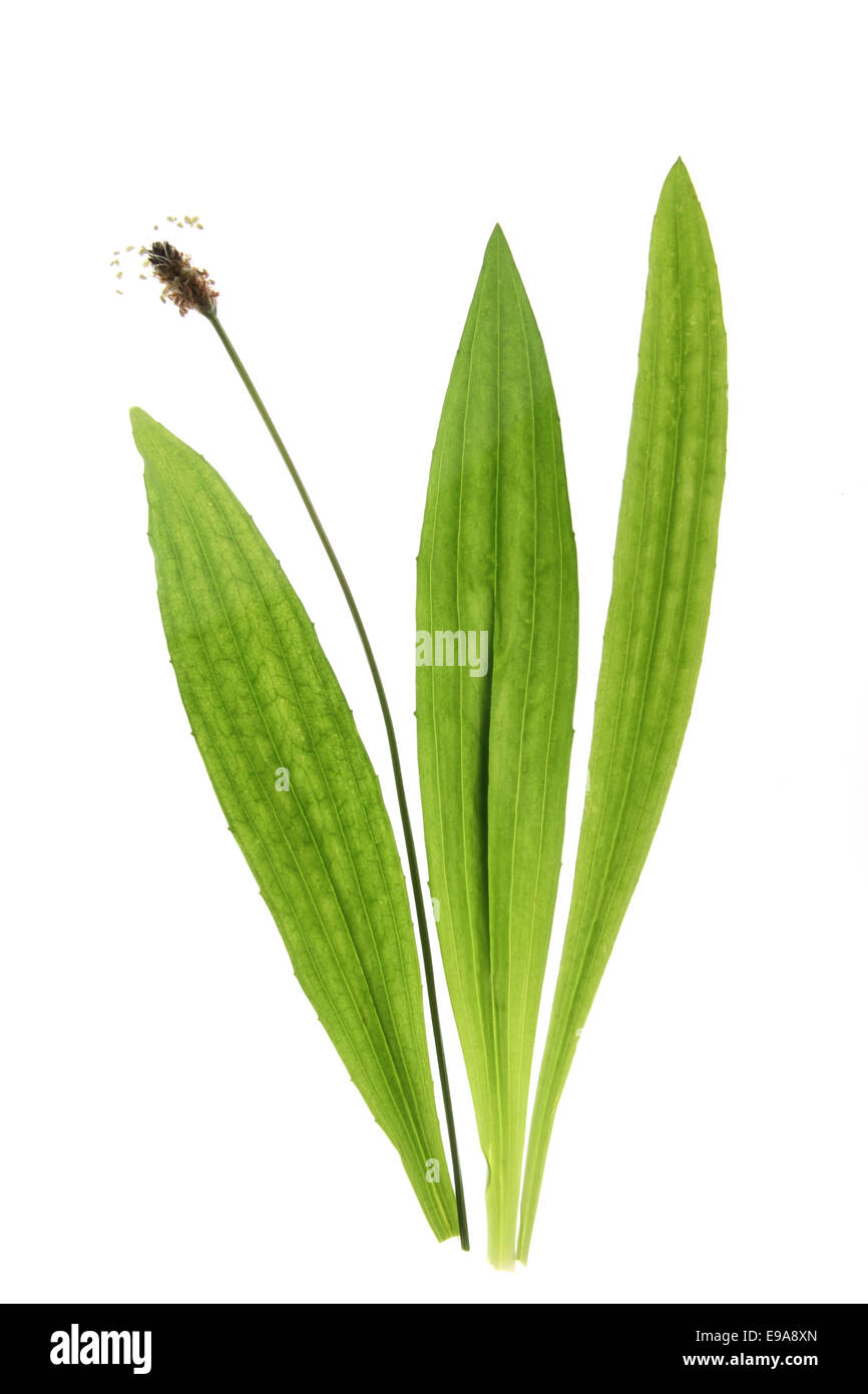 Ribwort plantain (Plantago lanceolata) Stock Photo