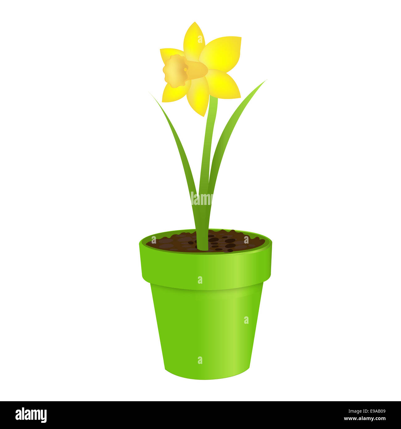 Narcissus In Pot Stock Photo Alamy