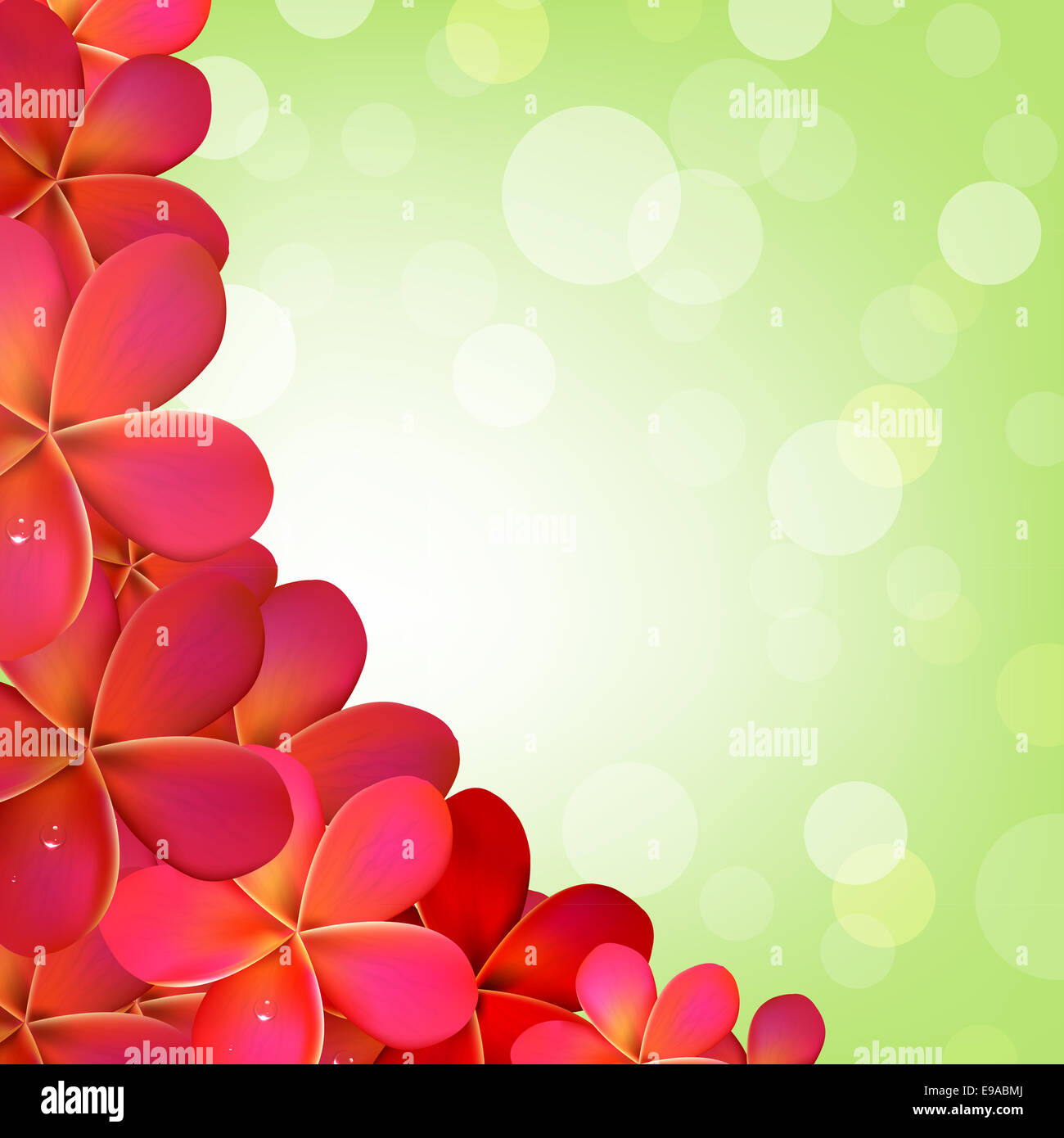 Pink Frangipani Frame With Bokeh Stock Photo - Alamy