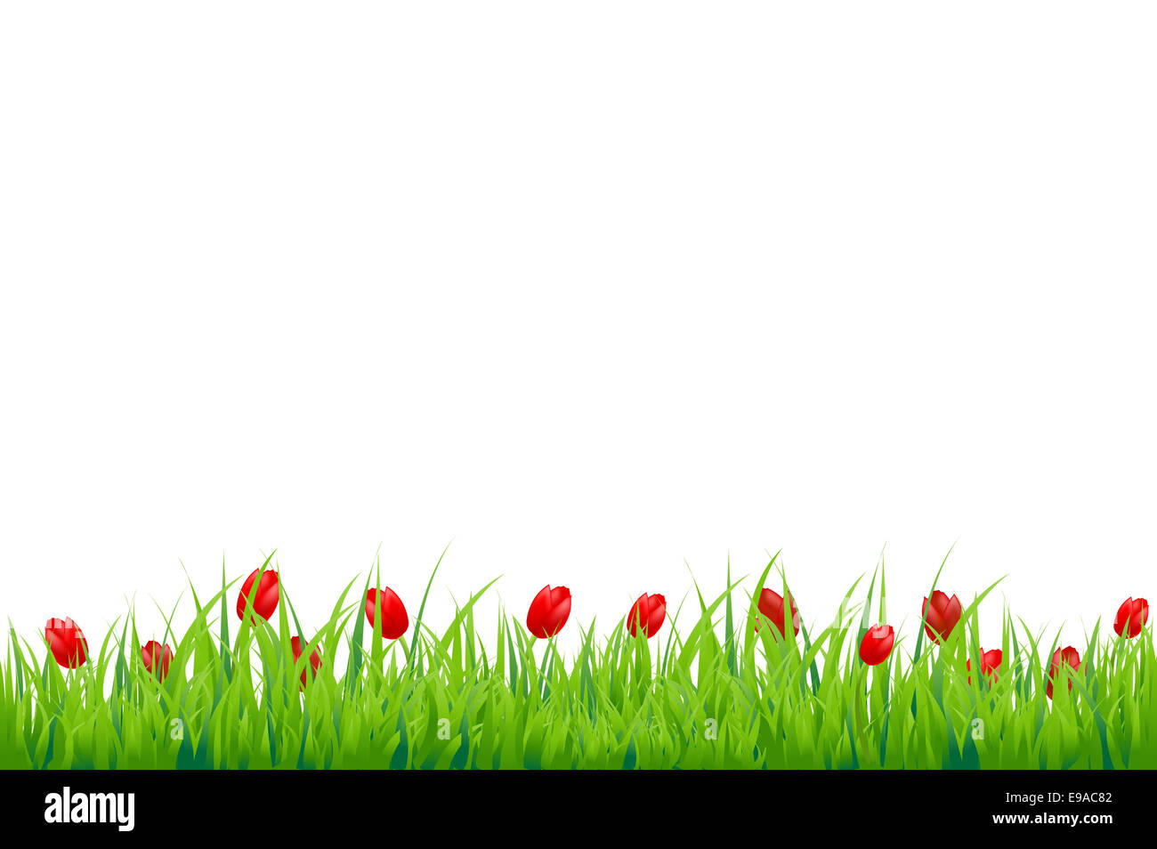 Red Tulip Border Stock Photo Alamy