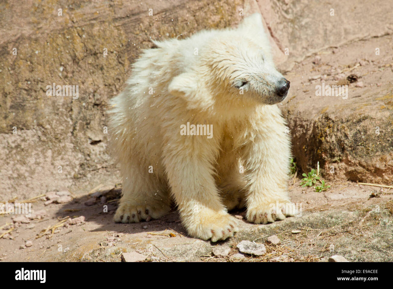 polar bear (Ursus maritimus) Stock Photo