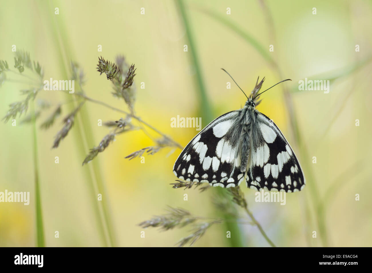 Marbled White (Melanargia galathea), Germany Stock Photo
