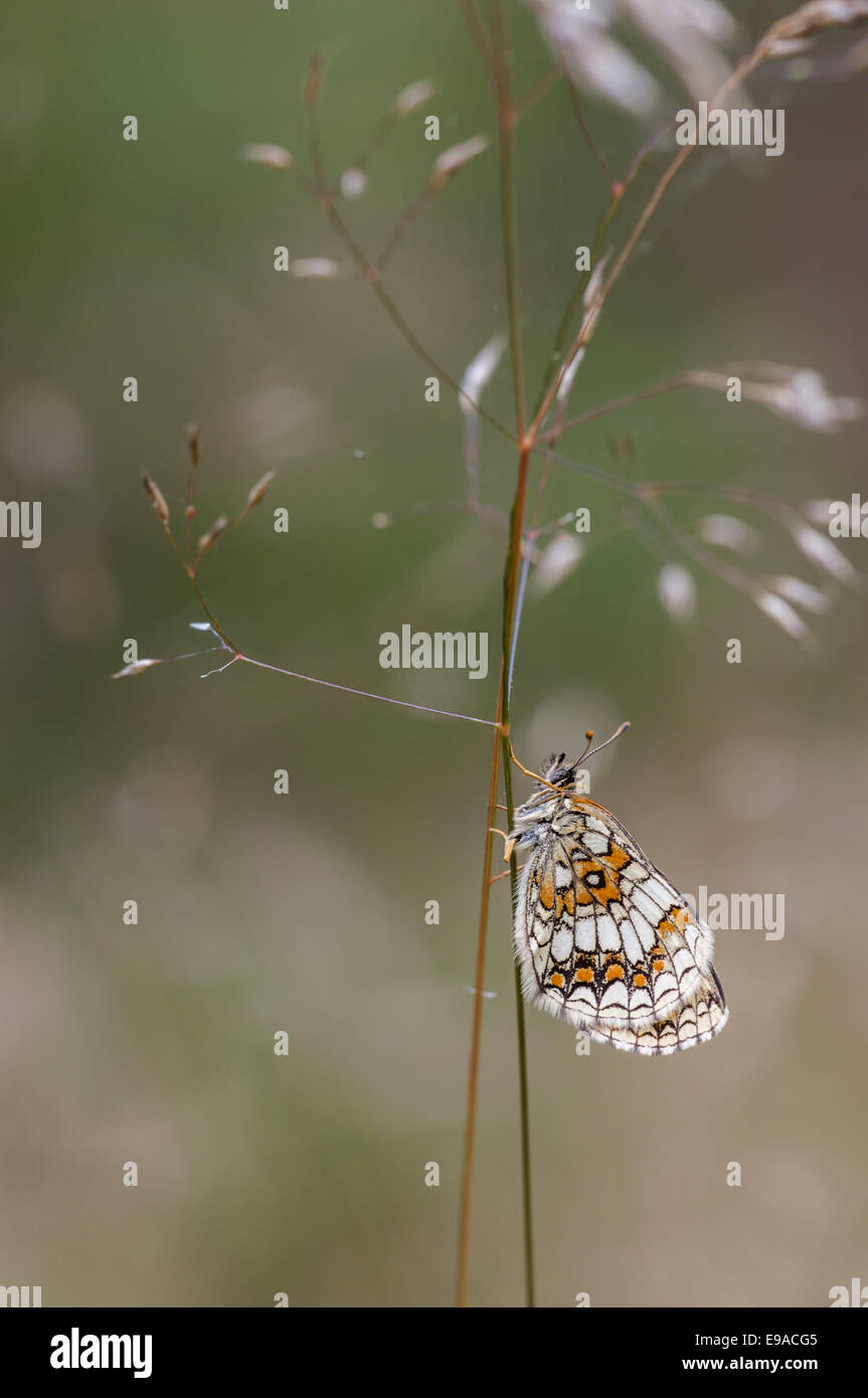 Heath Fritillary  (Melitaea athalia), Germany Stock Photo