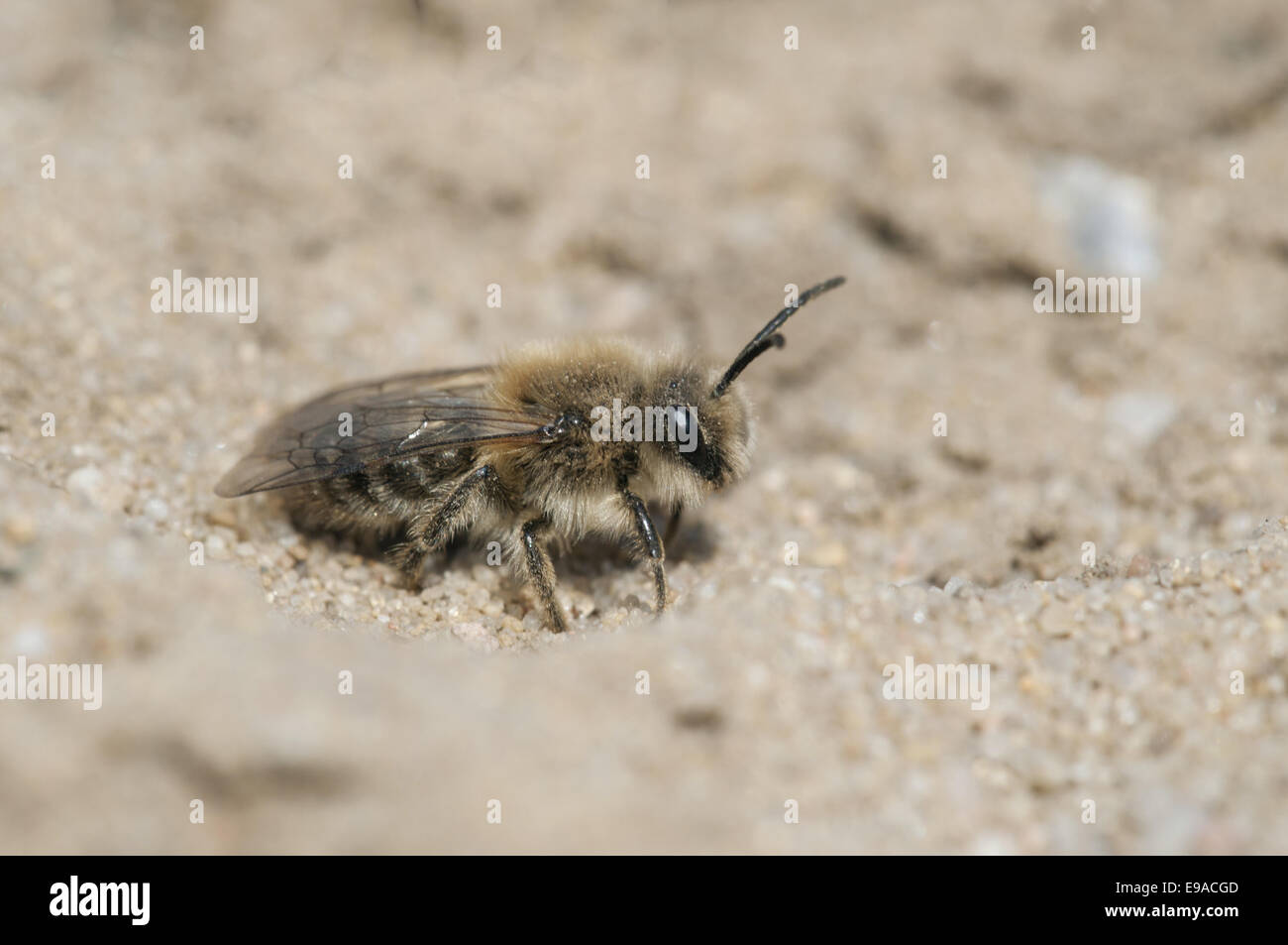 Bee (Andrena flavipes) Stock Photo