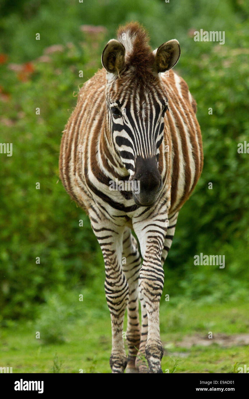 plains zebra (Equus quagga) Stock Photo