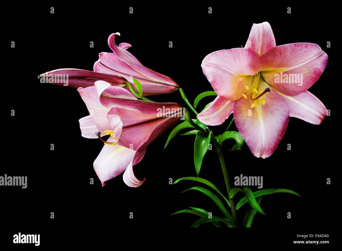 Pink lily Stock Photo