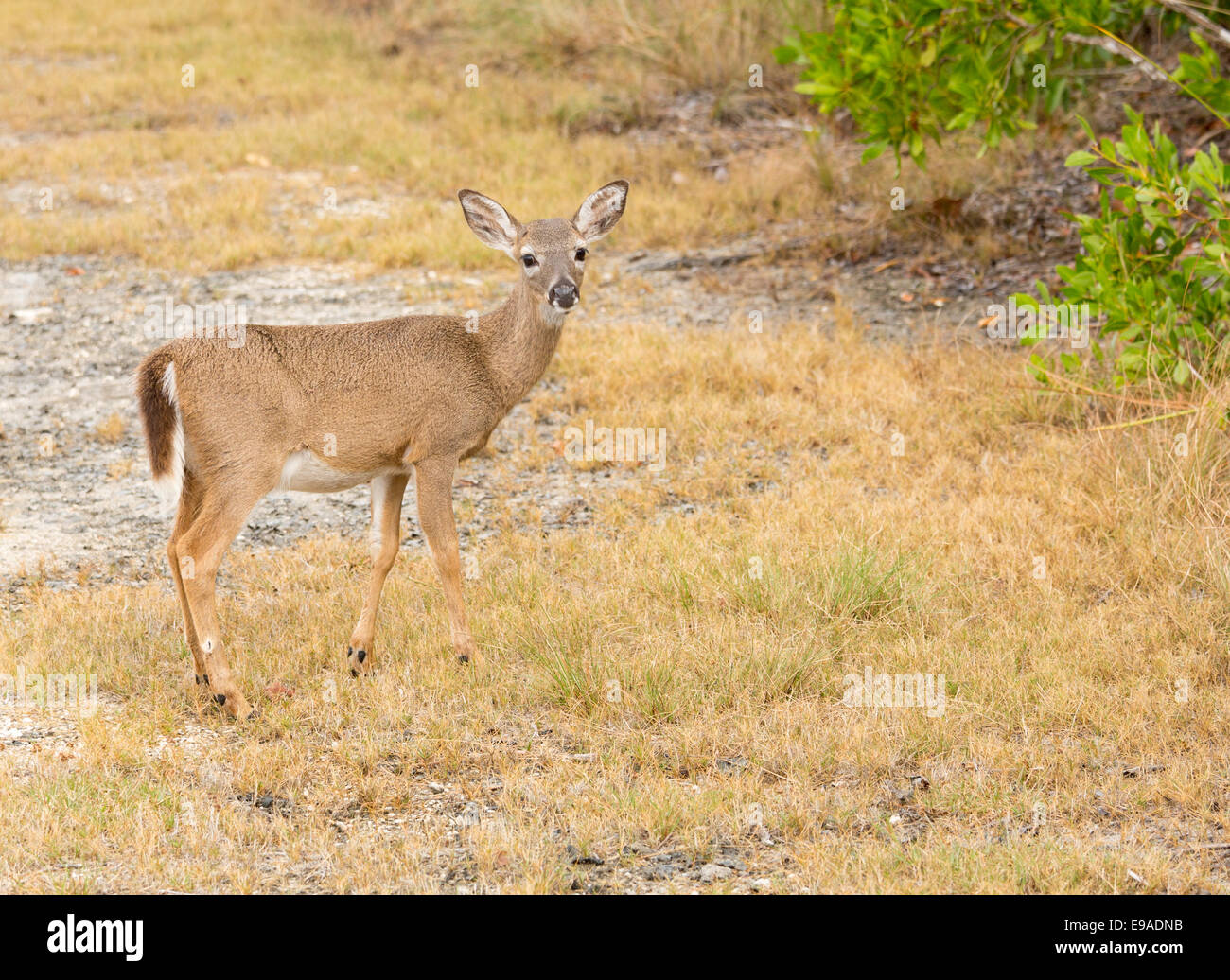 Small Key Deer in woods Florida Keys Stock Photo Alamy