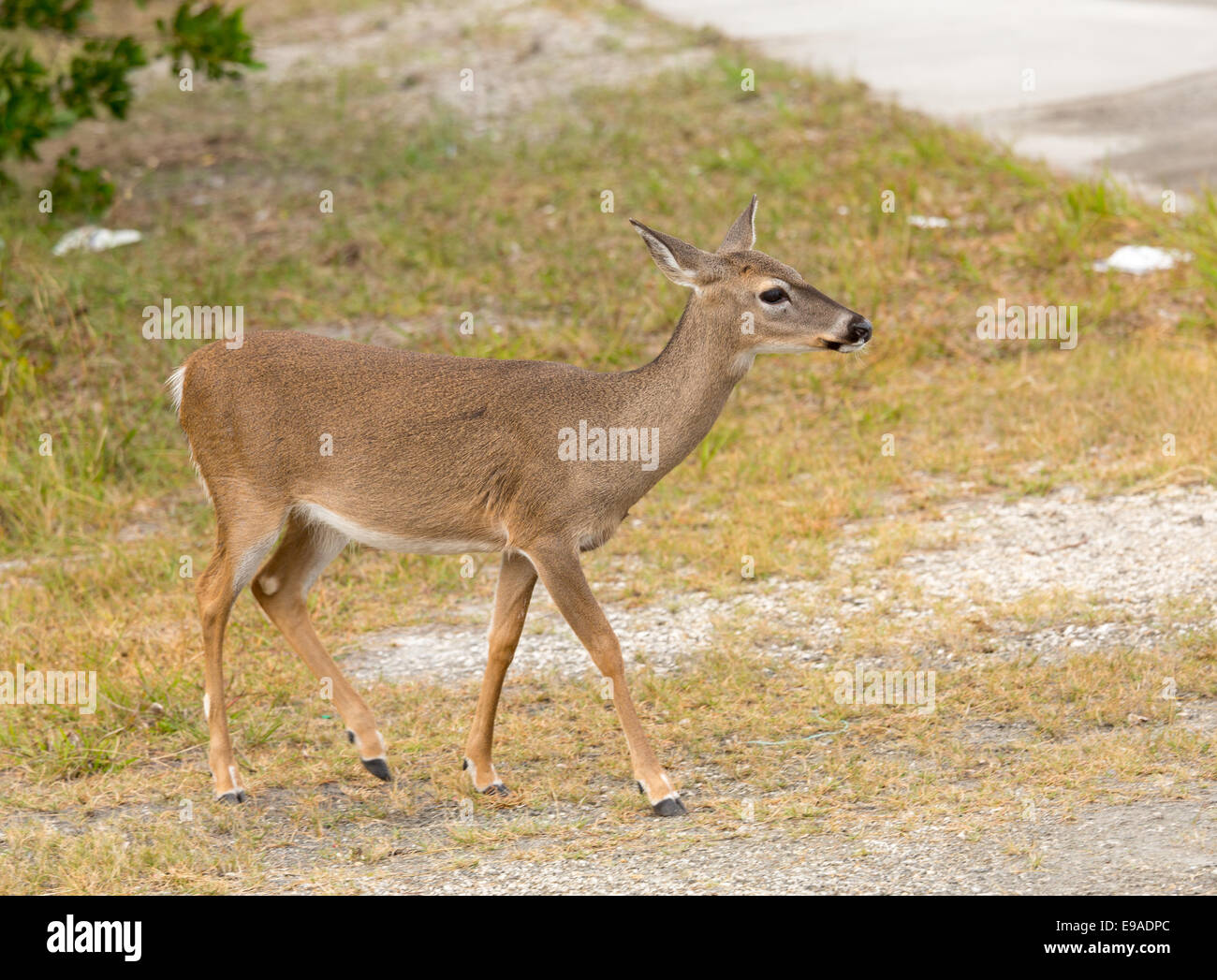 Small Key Deer in woods Florida Keys Stock Photo Alamy