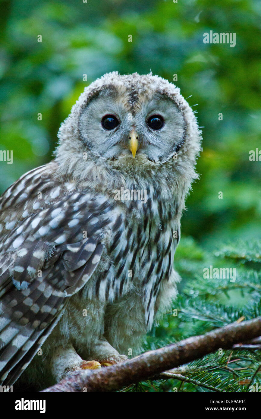 Ural Owl (Strix uralensis) Stock Photo