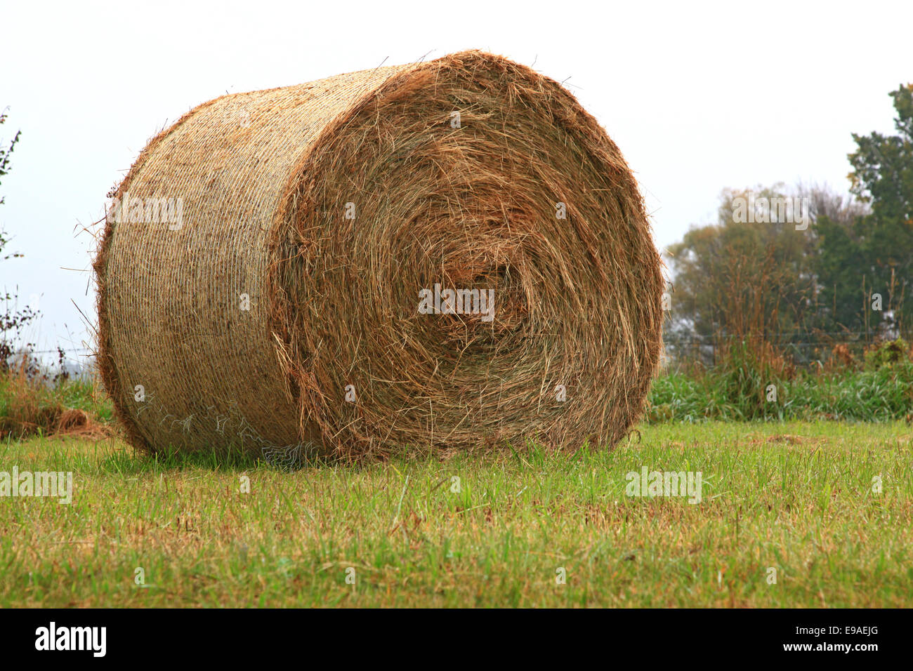 dry hay bale grass Stock Photo Alamy