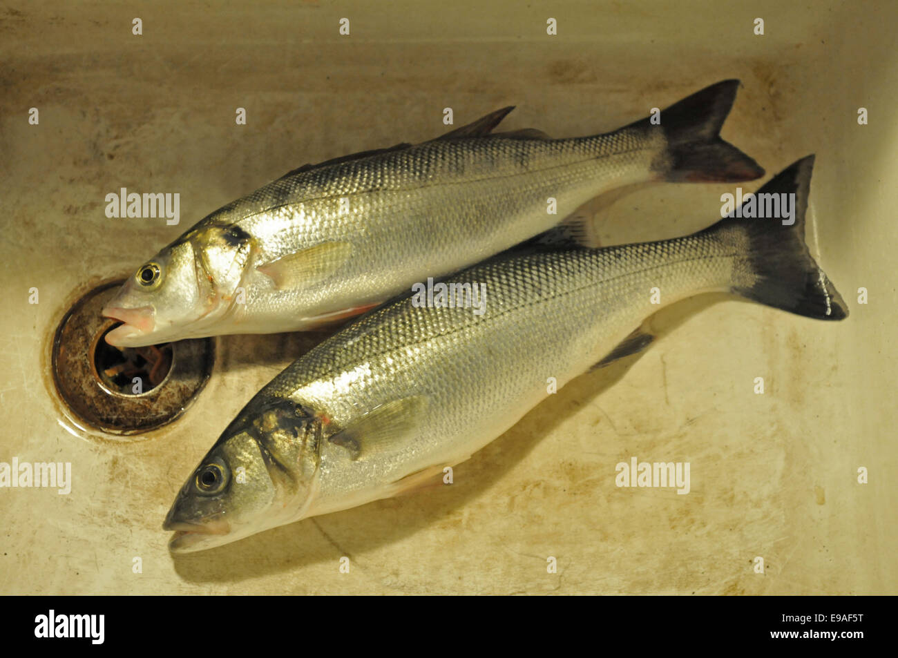 Two Sea Bass just caught in the waters of Falmouth, UK Stock Photo
