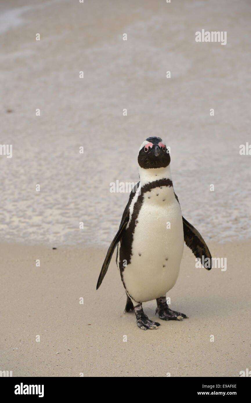 African penguin (spheniscus demersus) at the Beach Stock Photo