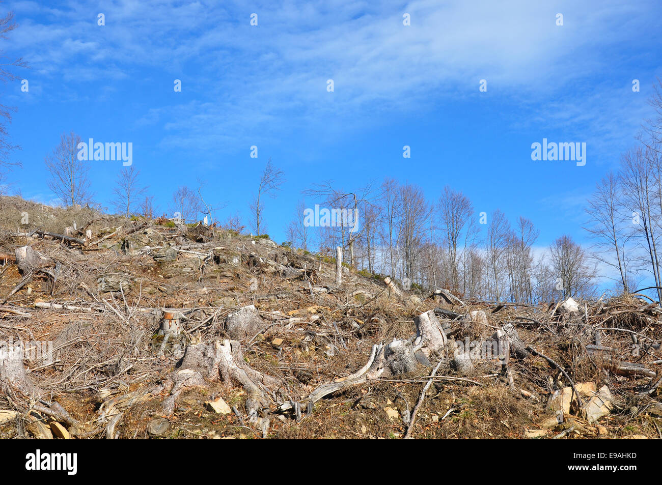 Clear cutting Stock Photo