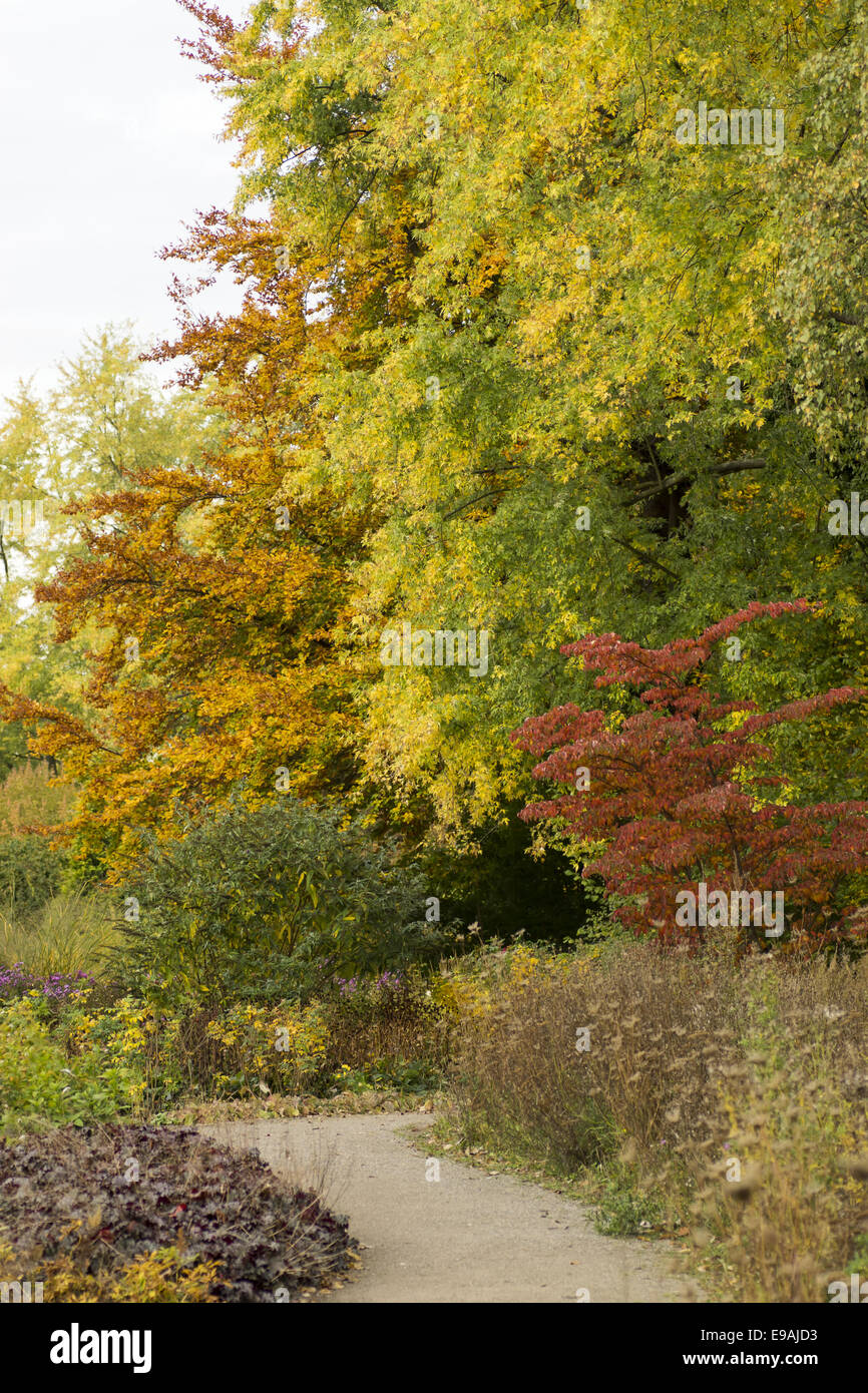 Autumnally forest Stock Photo