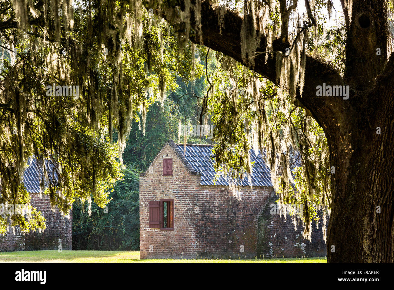 A Slave Cabin Under Spanish Moss At Boone Hall Plantation In Mt