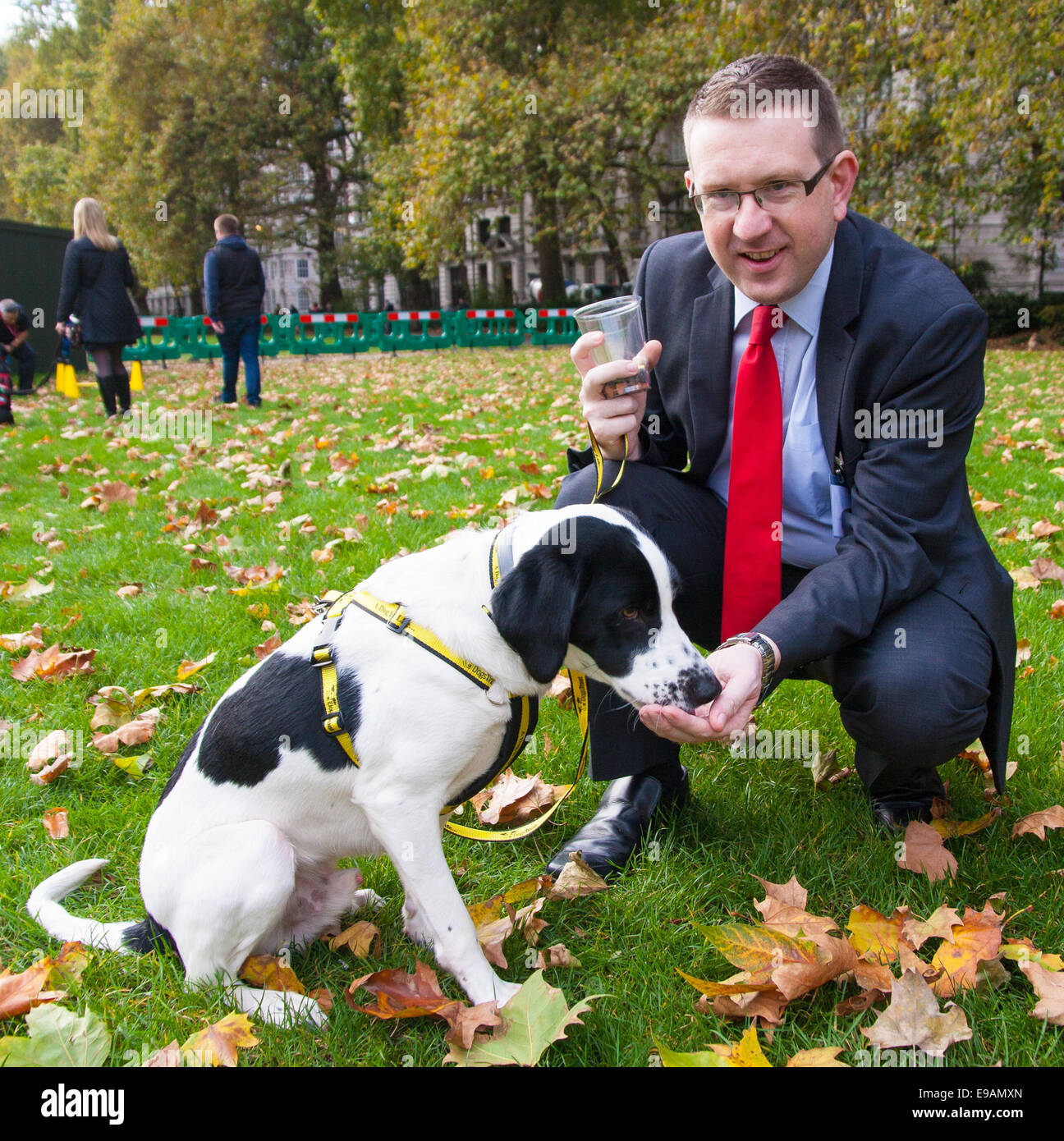 London, October 23rd 2014. Organised by the Dogs Trust and the Kennel Club, politicians  and their pooches gather outside Parliament for the 22nd Westminster Dog of the Year competition, aimed at raising awareness of dog welfare in the UK where the Dogs Trust cares for over 16,000 stray and abandoned dogs annually. PICTURED: Rescued Pointer Cross, Tim enjoys a treat from Andrew Gwynne MP. Credit:  Paul Davey/Alamy Live News Stock Photo