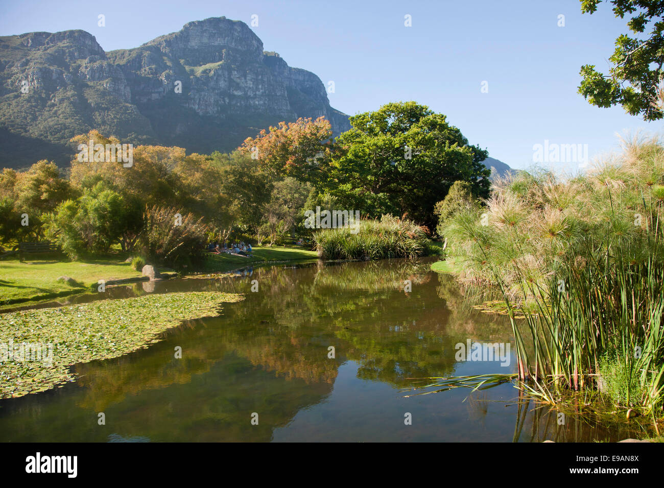 Kirstenbosch National Botanical Garden, Cape Town, Western Cape, South Africa Stock Photo