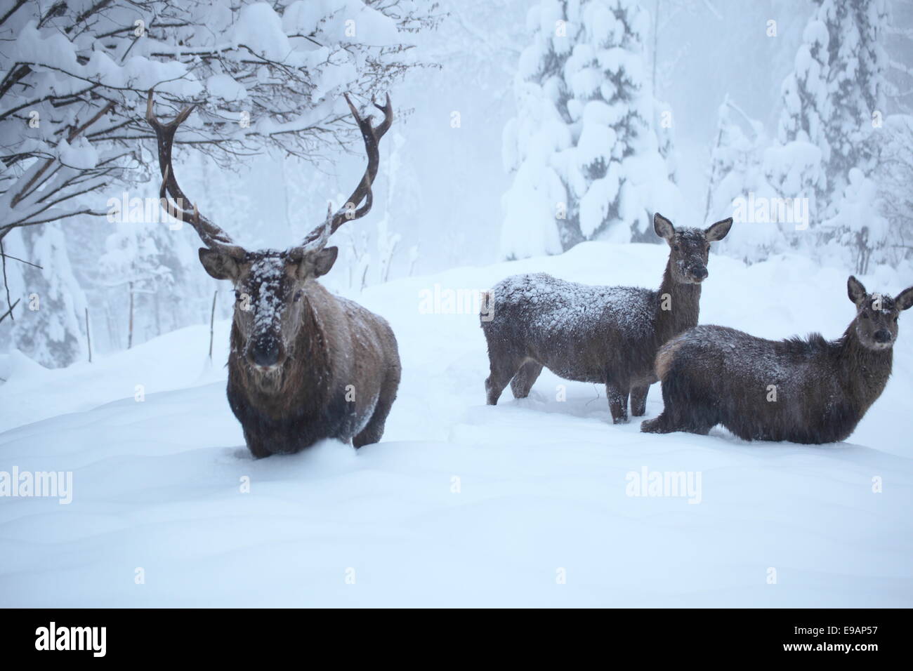 red deers Stock Photo