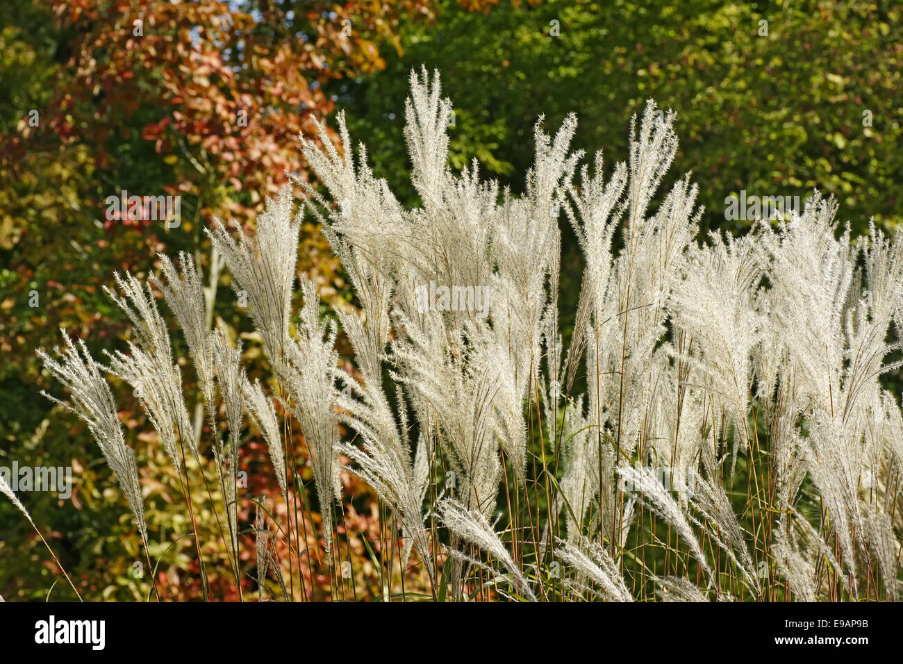 Autumnally landscape Stock Photo