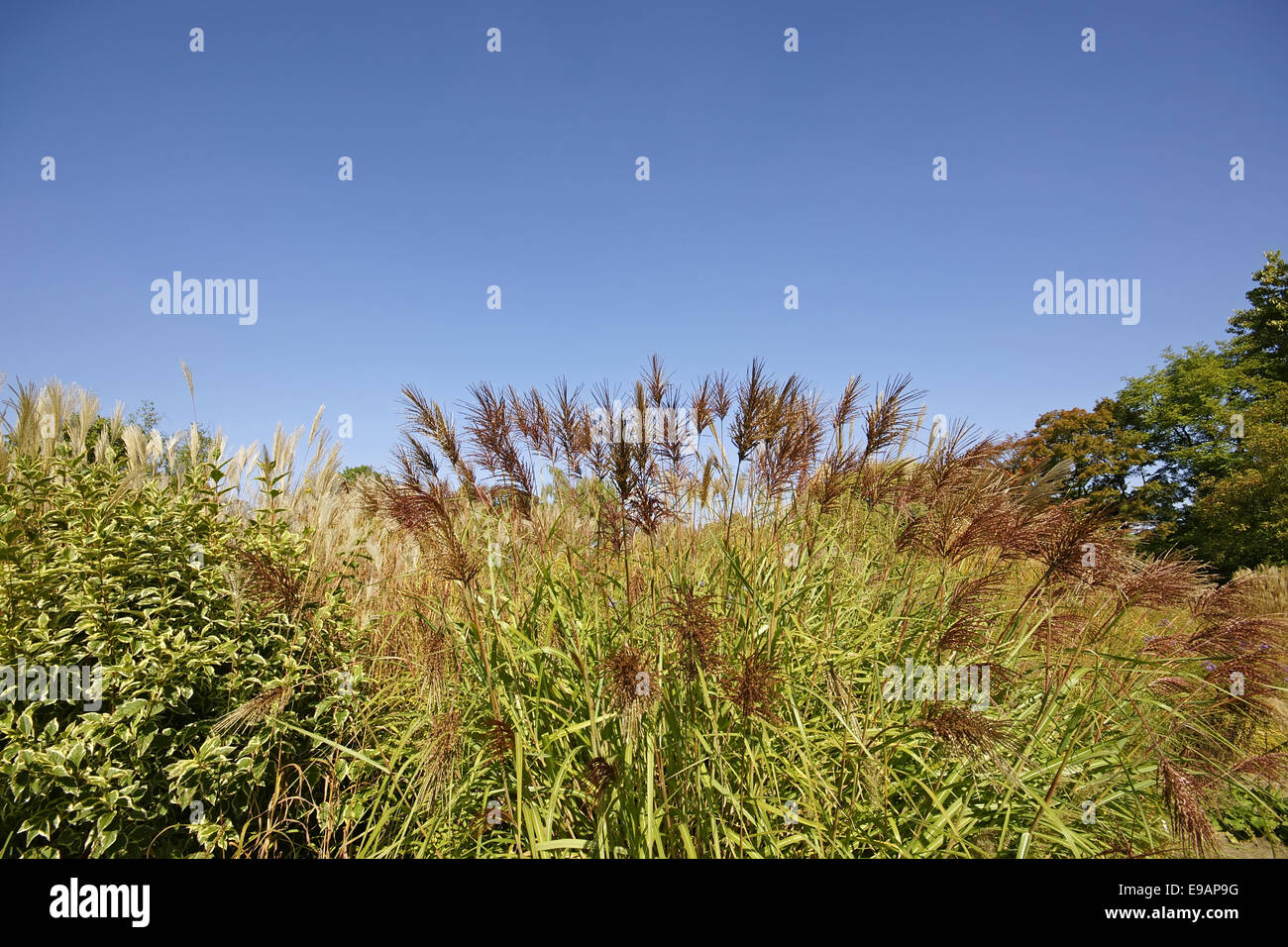 Autumnally Landscape Stock Photo