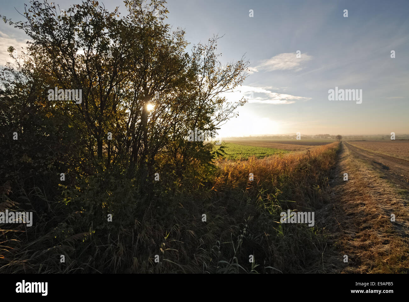 Farm lane at sunset Stock Photo