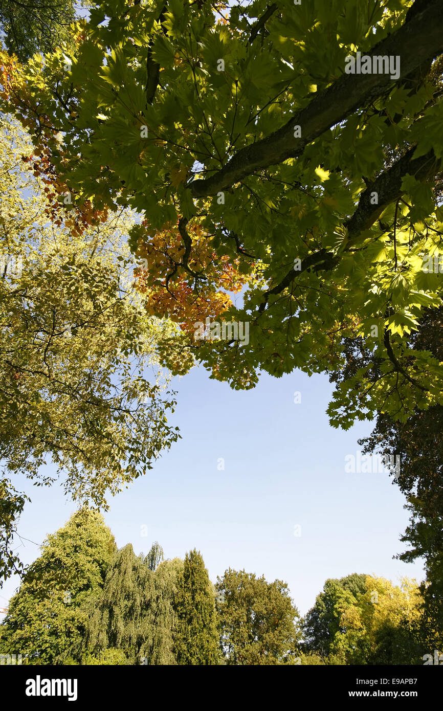 Autumnally forest Stock Photo