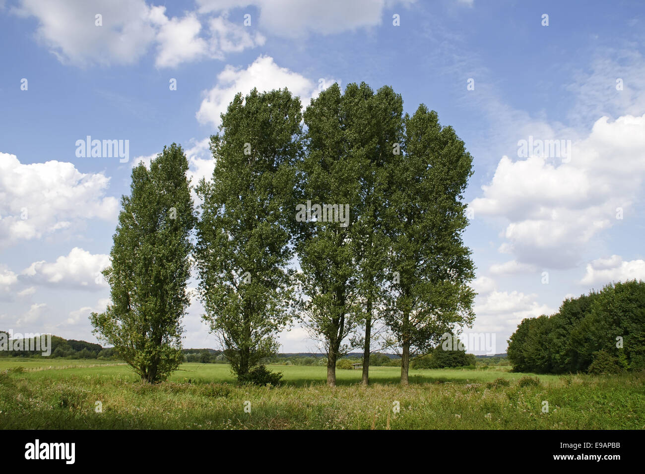 Summerly landscape with broadleaf tree Stock Photo