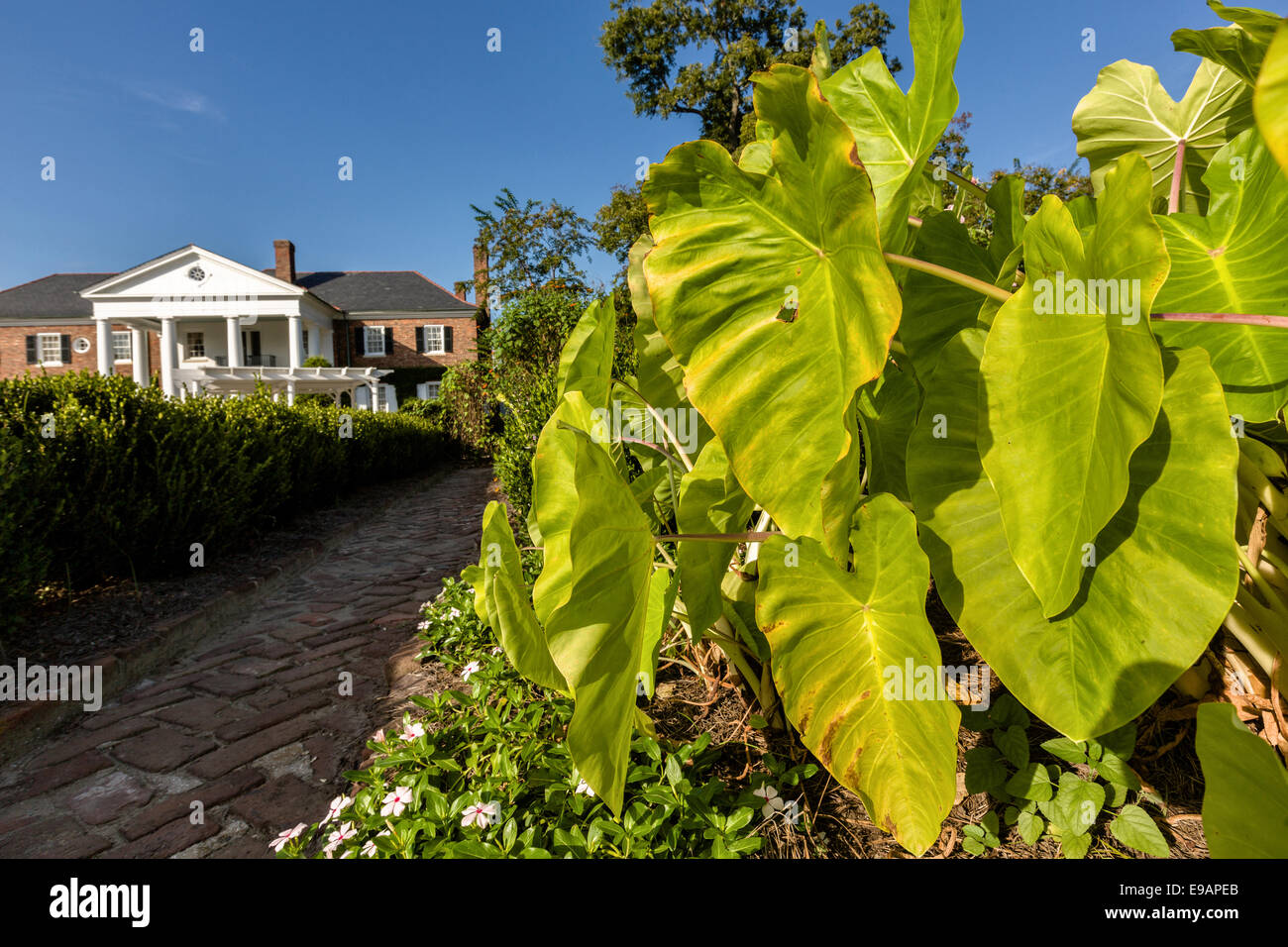 The Colonial Revival plantation house surrounded by English gardens at