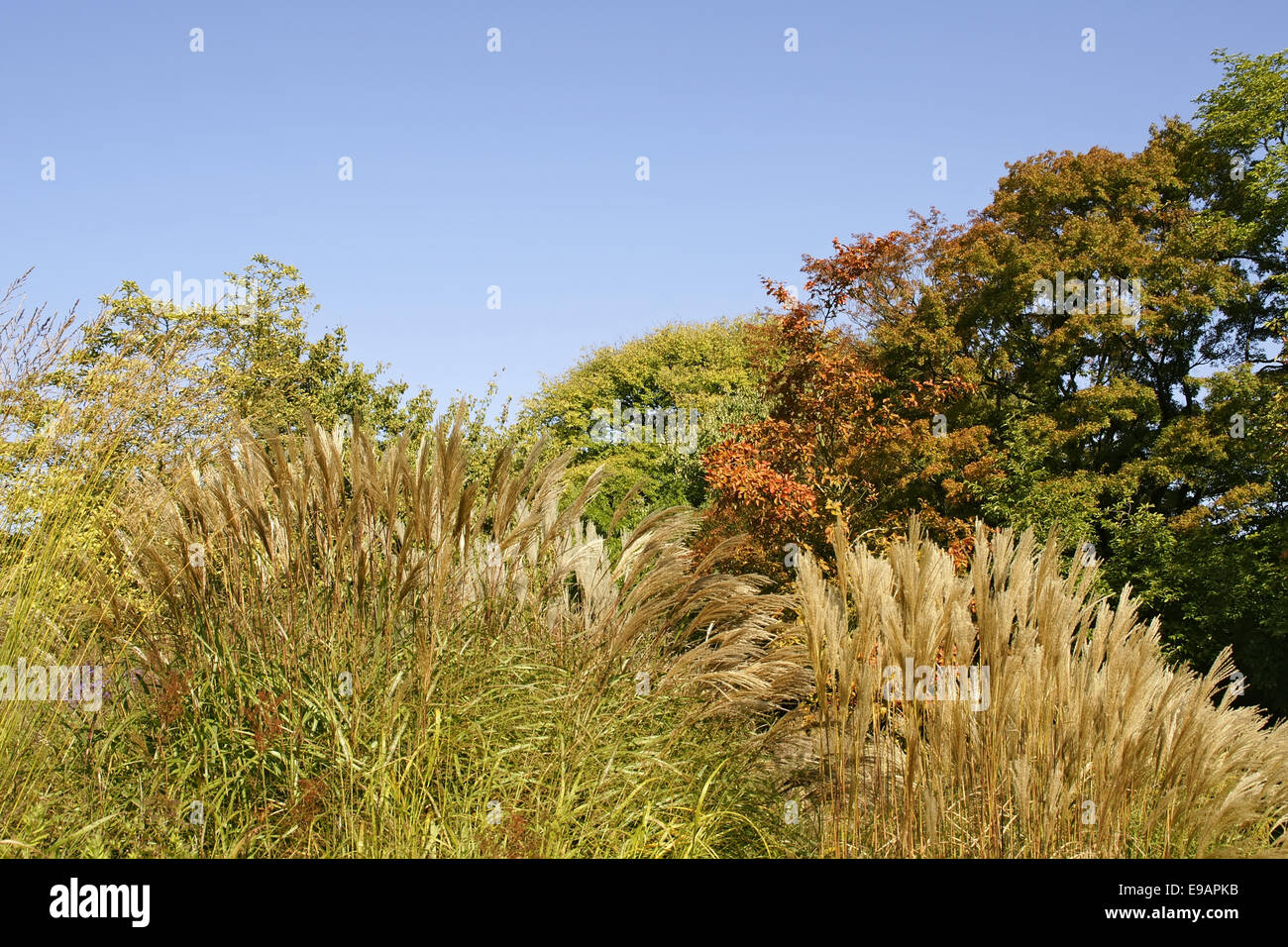 Autumnally Landscape Stock Photo