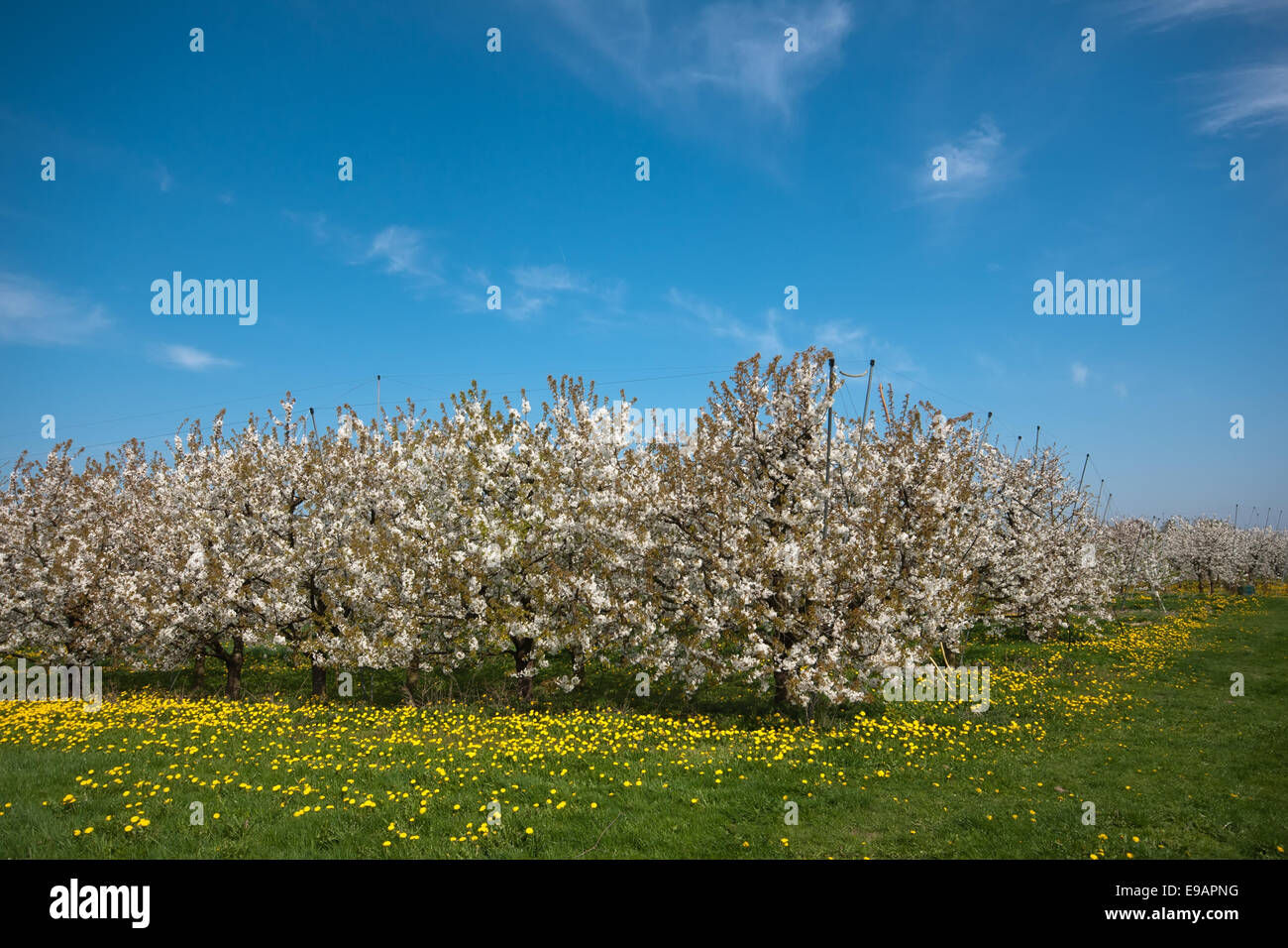Blossoming season of fruit trees in Germany Stock Photo Alamy