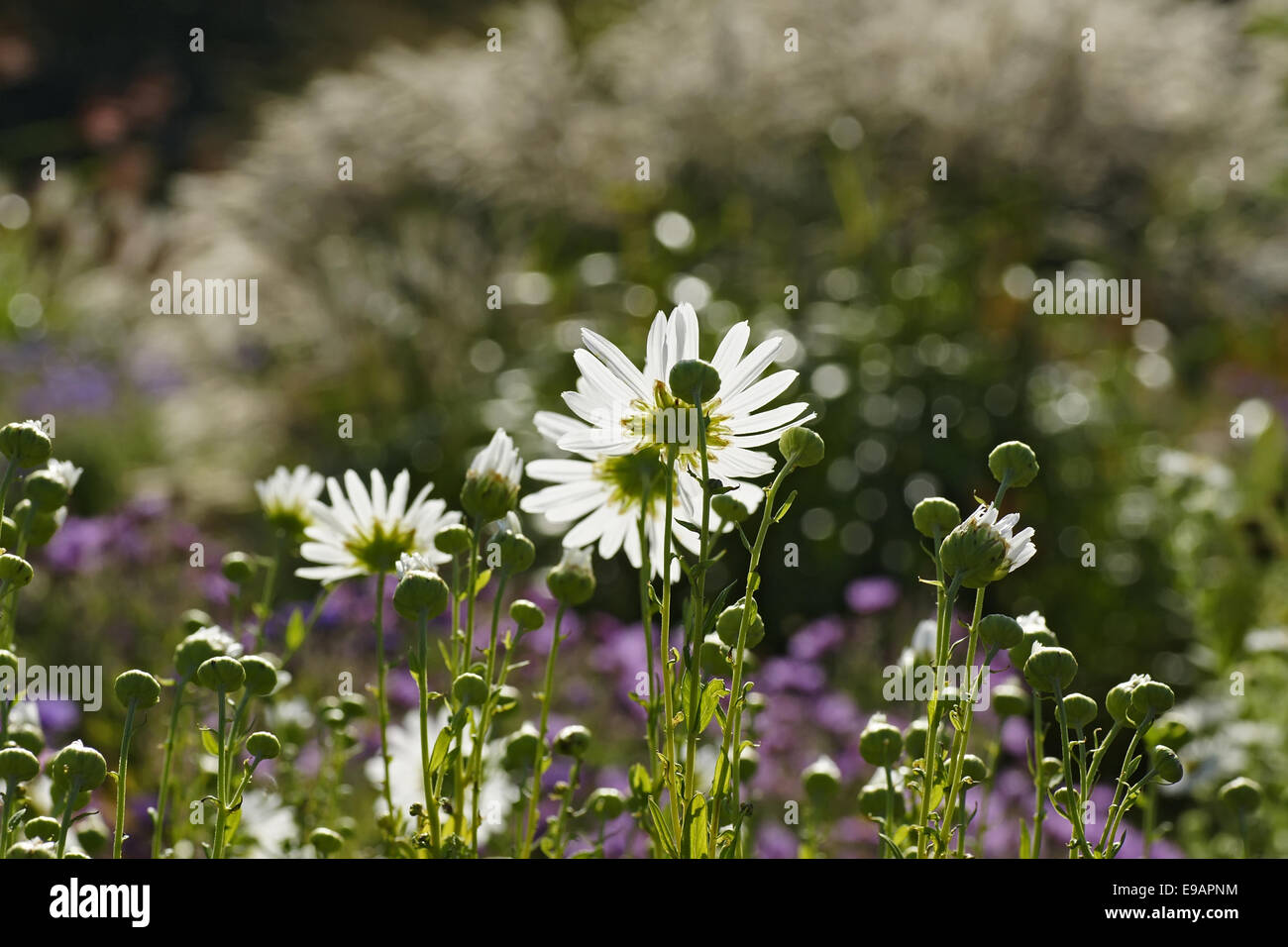 White blooming anemone Stock Photo