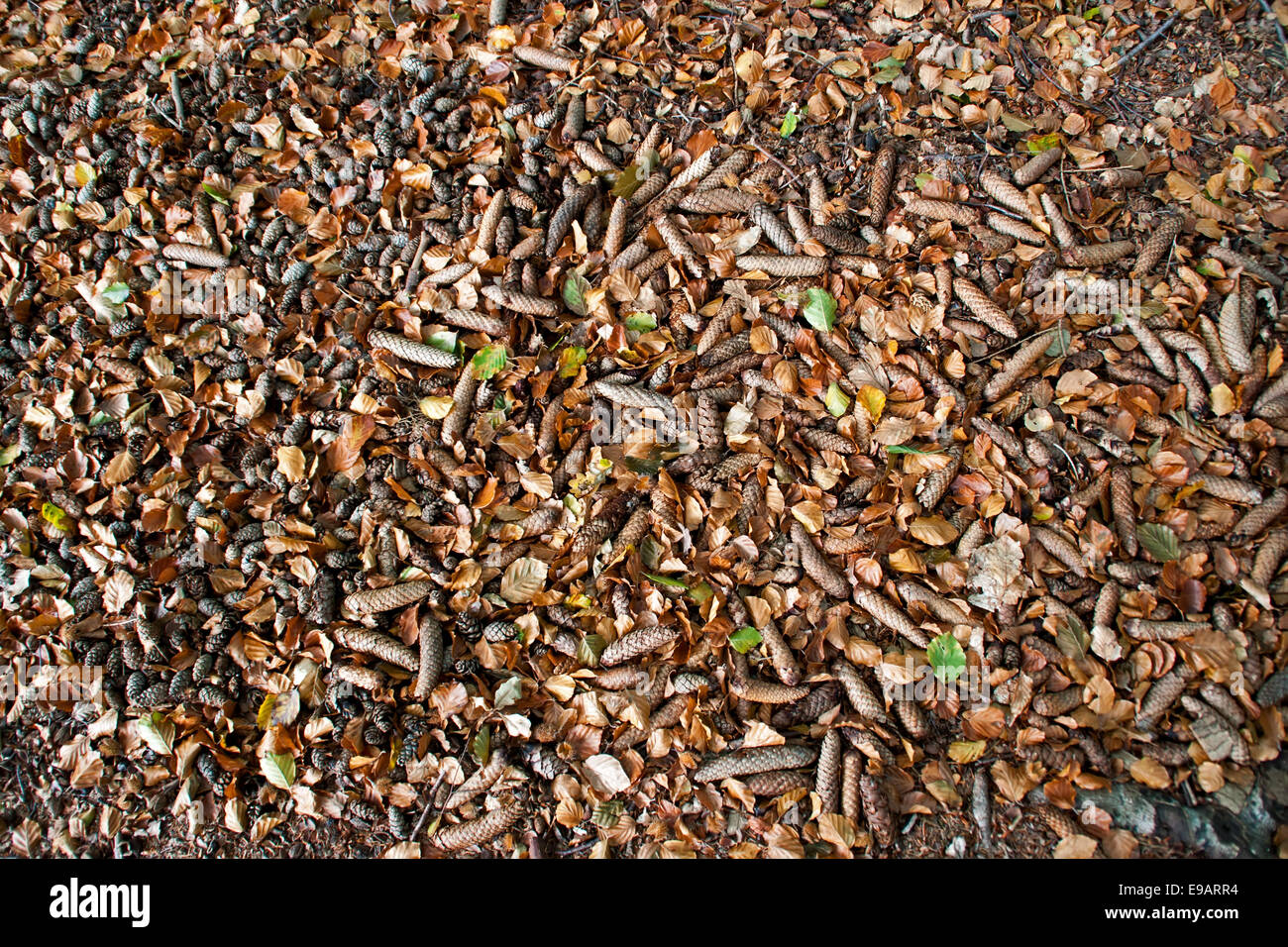 Fir cones on forest floor Stock Photo