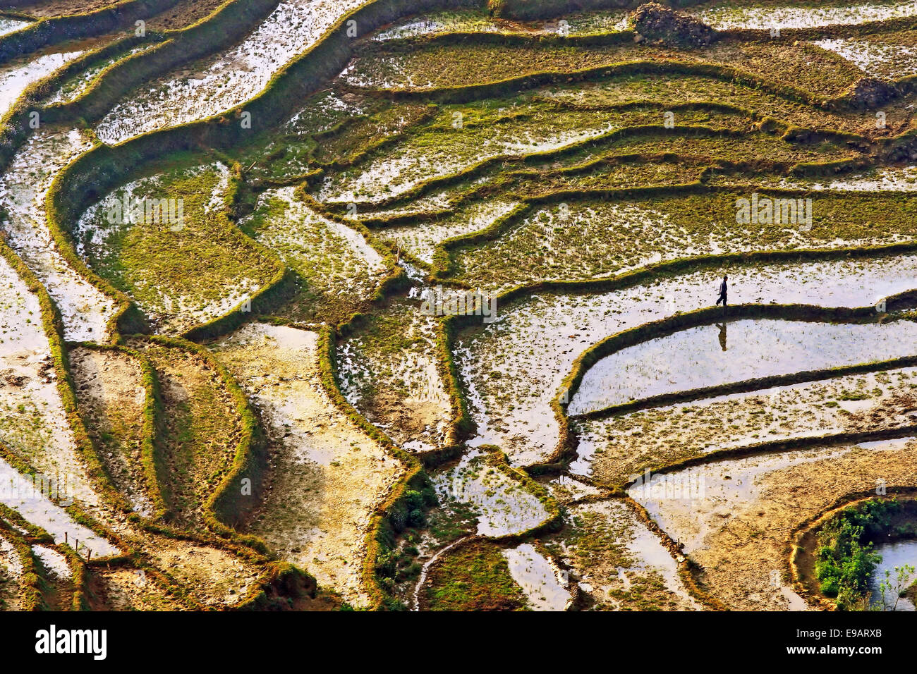 Saba Rice Fields Sapa rice field Stock Photo - Alamy