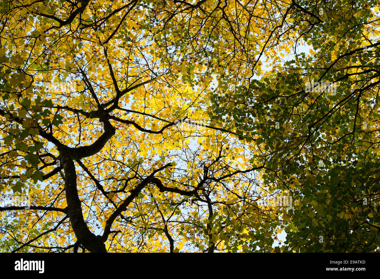 Acer cappadocicum 'Aureum' . Golden Cappadocian maple tree canopy in autumn Stock Photo