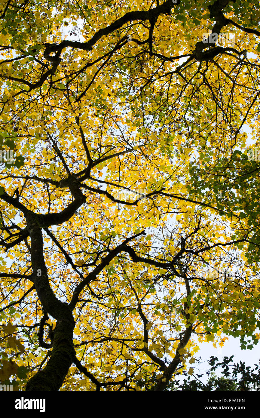 Acer cappadocicum 'Aureum' . Golden Cappadocian maple tree canopy in autumn Stock Photo