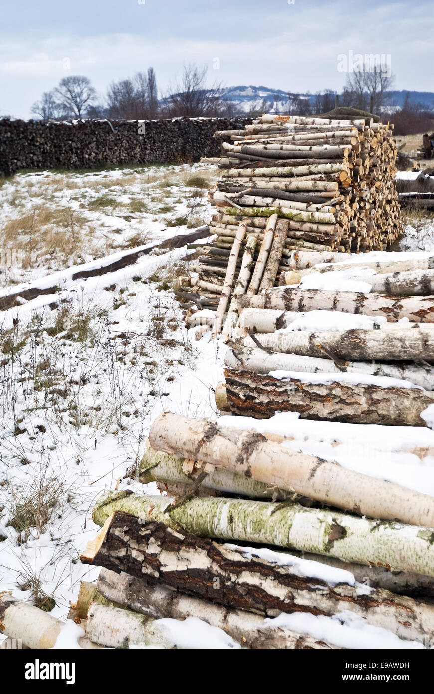 A stack of birchwood in the snow Stock Photo