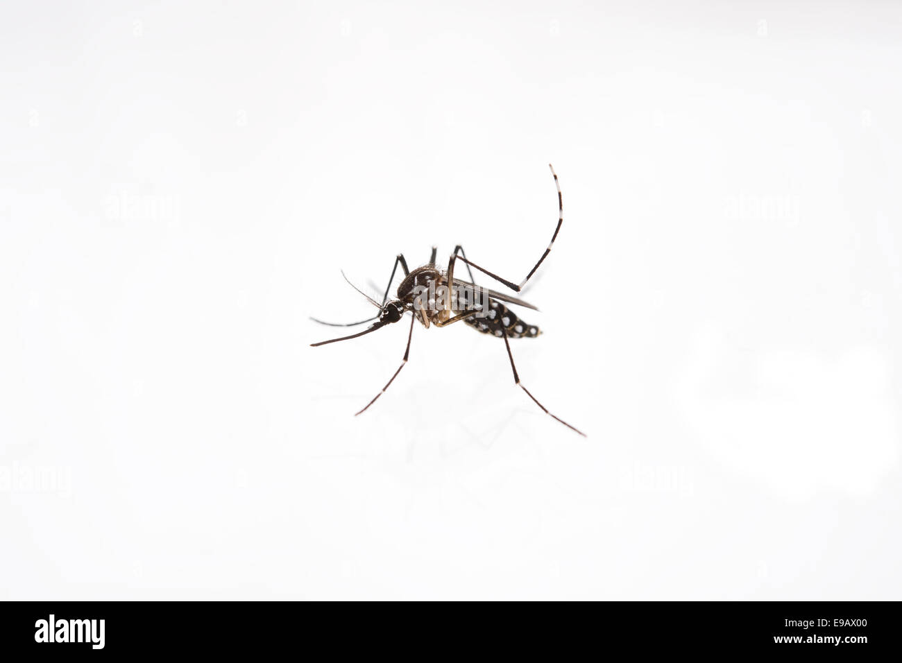 The yellow fever, dengue, chikungunya and Zika virus mosquito, Aedes aegypti Stock Photo
