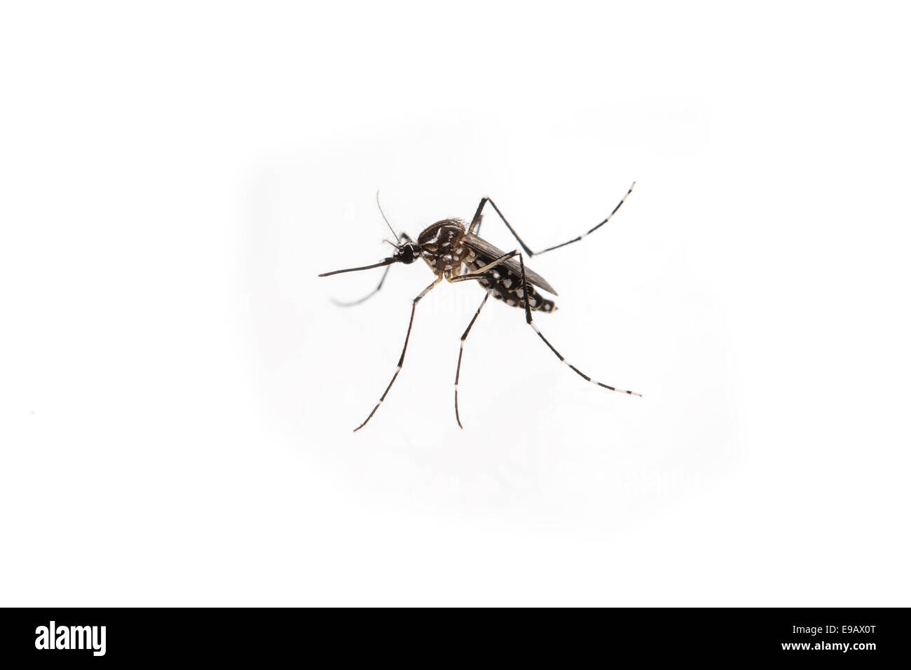 The yellow fever, dengue, chikungunya and Zika virus mosquito, Aedes aegypti Stock Photo