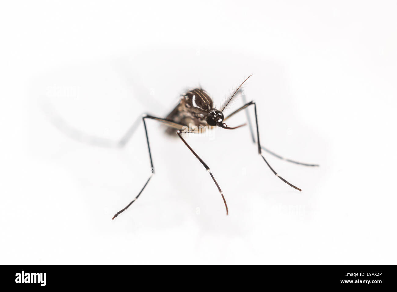 The yellow fever, dengue, chikungunya and Zika virus mosquito, Aedes aegypti Stock Photo