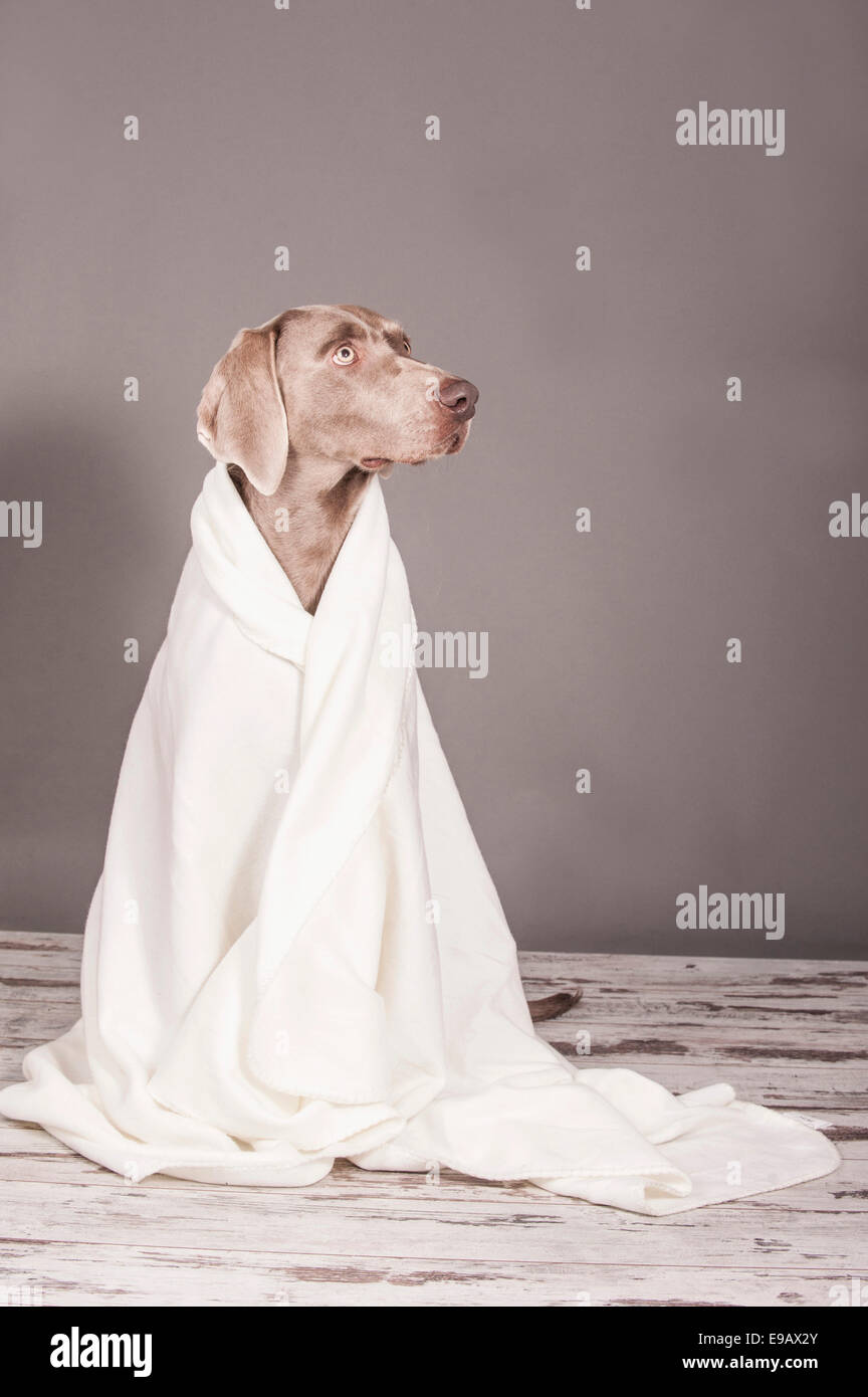 Weimaraner dog wrapped in a blanket Stock Photo