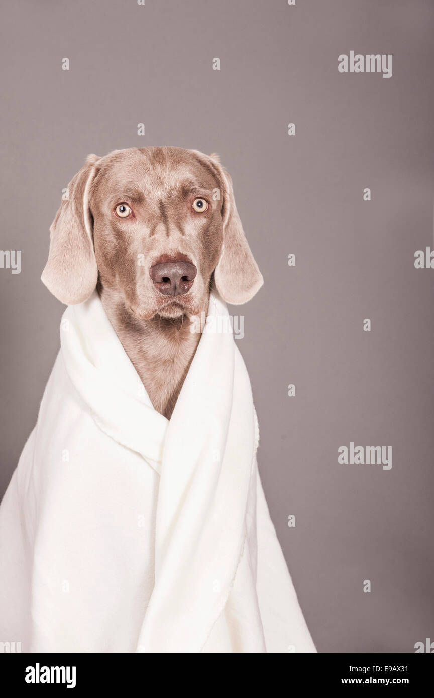 Weimaraner dog wrapped in a blanket Stock Photo