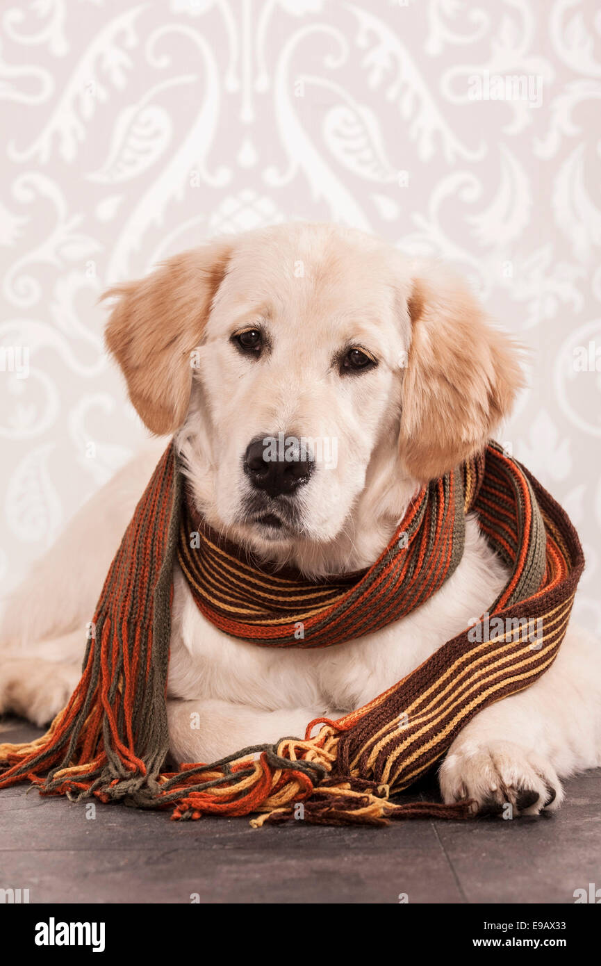 Golden retriever scarf hotsell